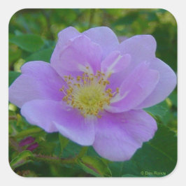 F37ワイルドバラ スクエアシール