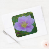 F37ワイルドバラ スクエアシール (封筒)