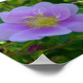 F37ワイルドバラ ポスター (角)