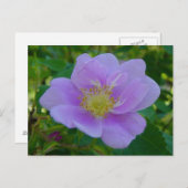 F37ワイルドバラ ポストカード (正面/裏面)