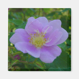 F37ワイルドバラ マグネット