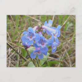F3 青い野の花 スレンダー ブルー ビアードトン ポストカード
