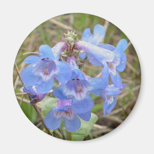 F3 青い野の花 スレンダー ブルー ビアードトン マグネット (正面)