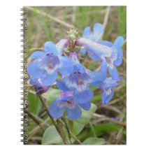 F3 青い野生の花 スレンダー ブルー ヒゲゴケ