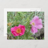 F4アルバータワイルドバラ ポストカード (正面/裏面)