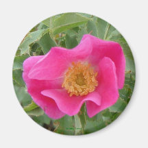 F4ワイルドバラ