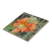 F40オレンジ色の野草緋色マロー タイル (側面)