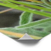 F40オレンジ色の野草緋色マロー ポスター (角)