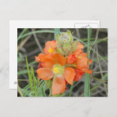 F40オレンジ色の野草緋色マロー ポストカード (正面/裏面)