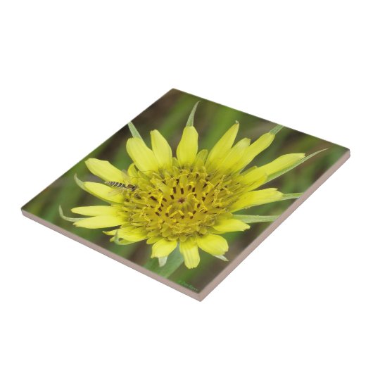 F41黄色いヤギひげ タイル (側面)