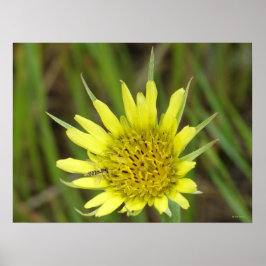 F41黄色いヤギひげ ポスター