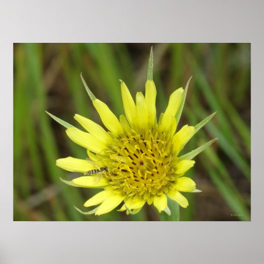 F41黄色いヤギひげ ポスター (正面)