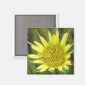 F41黄色いヤギひげ マグネット (正面/裏面)