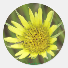 F41黄色いヤギひげ ラウンドシール