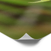 F41黄色のワイルドフラワー・ヤギヒゲ ポスター (角)