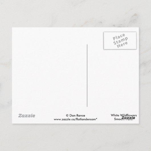F42白い野生の花滑らかなアスター ポストカード (裏面)