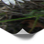 F42白ワイルドフラワースムースアスター ポスター (角)