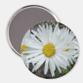 F42白ワイルドフラワースムースアスター マグネット (正面/裏面)