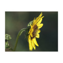 F43イエローワイルドフラワーブラックアイドスーザン