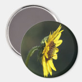 F43イエローワイルドフラワーブラックアイドスーザン マグネット (正面/裏面)