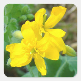 F44イエローワイルドフラワーワイルドマスタード スクエアシール