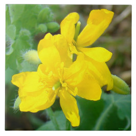 F44イエローワイルドフラワーワイルドマスタード タイル