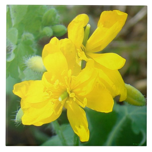 F44イエローワイルドフラワーワイルドマスタード タイル (正面)