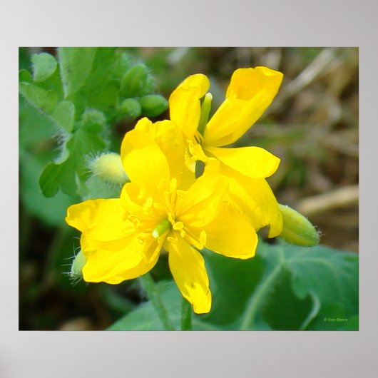 F44イエローワイルドフラワーワイルドマスタード ポスター (正面)