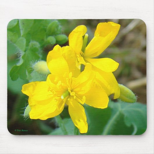 F44イエローワイルドフラワーワイルドマスタード マウスパッド (正面)