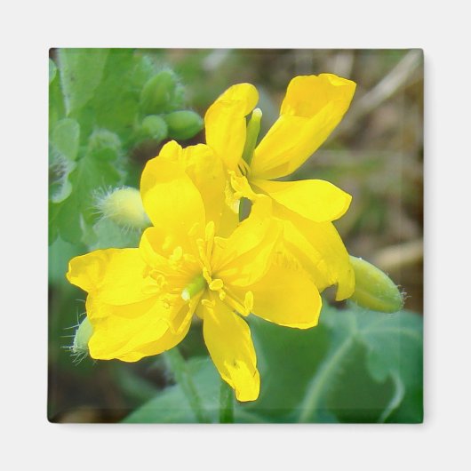 F44イエローワイルドフラワーワイルドマスタード マグネット (正面)