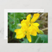 F44黄山花野菜からし ポストカード (正面/裏面)