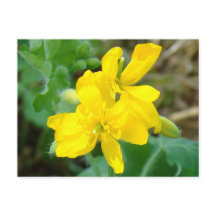 F44黄山花野菜からし