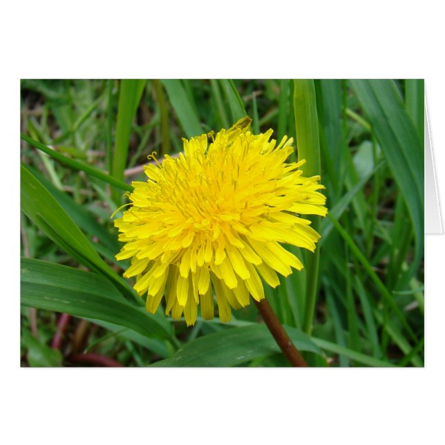 F45タンポポ「Taraxacum officinale」 (正面横)