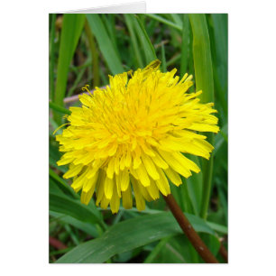 F45タンポポ「Taraxacum officinale」
