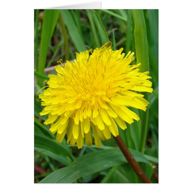 F45タンポポ「Taraxacum officinale」 (正面)
