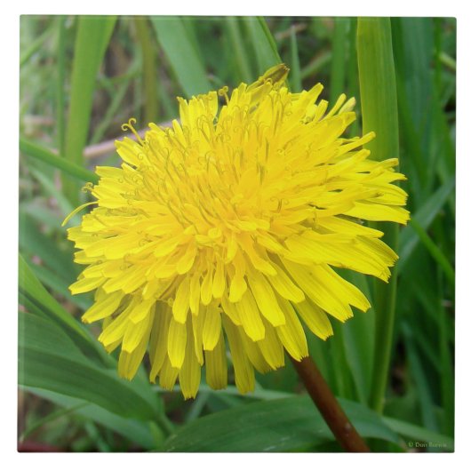 F45タンポポ「Taraxacum officinale」 タイル (正面)