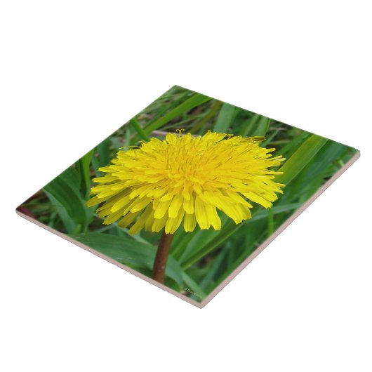 F45タンポポ「Taraxacum officinale」 タイル (側面)