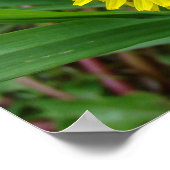 F45タンポポ「Taraxacum officinale」 ポスター (角)