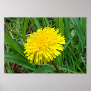F45 タンポポ "Taraxacum officinale" ポスター