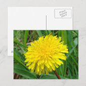 F45 タンポポ "Taraxacum officinale" ポストカード (正面/裏面)