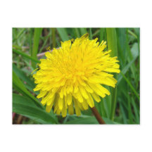 F45 タンポポ "Taraxacum officinale"