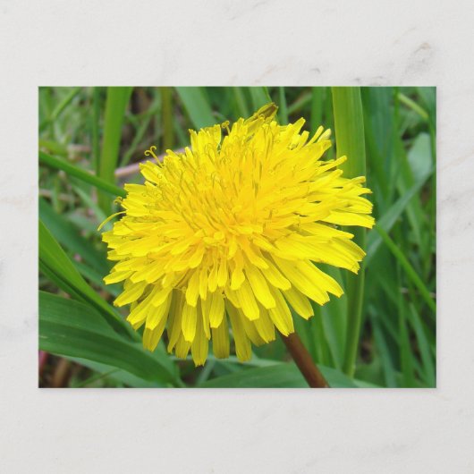 F45 タンポポ "Taraxacum officinale" ポストカード (正面)