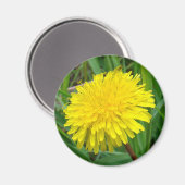 F45 タンポポ "Taraxacum officinale" マグネット (正面/裏面)