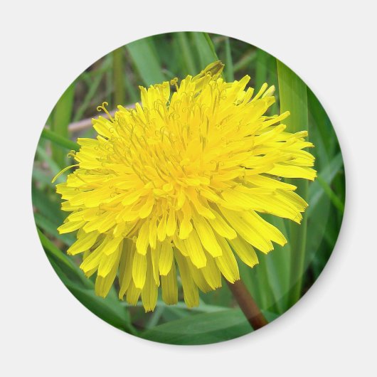 F45 タンポポ "Taraxacum officinale" マグネット (正面)