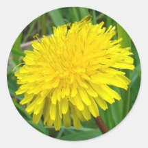 F45 タンポポ "Taraxacum officinale"