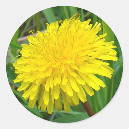 F45 タンポポ "Taraxacum officinale" ラウンドシール (正面)