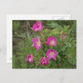 F46ワイルドバラ ポストカード (正面/裏面)