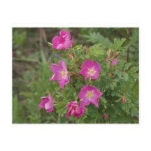 F46ワイルドバラ