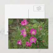 F46 ワイルドローズ ポストカード (正面/裏面)