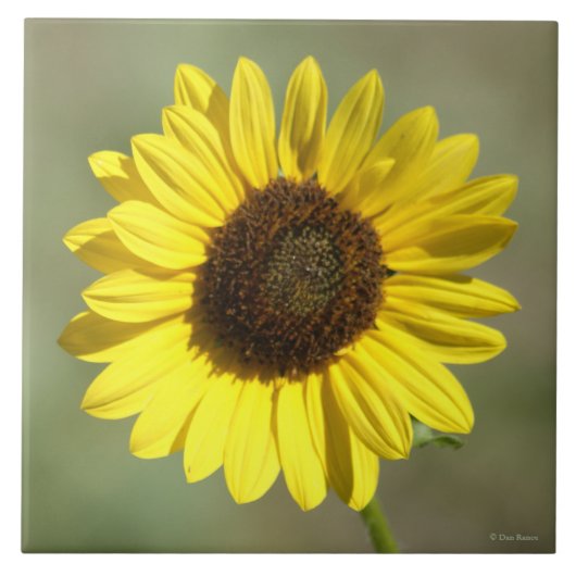 F47黄山草一年生ひまわり タイル (正面)